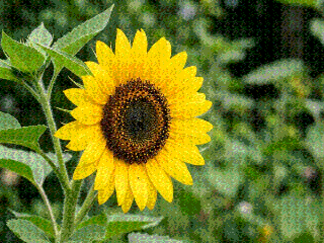 The same sunflower filling the whole screen in 256 colours, much smoother than the windowed view: yellow petals, a brown centre and blurred green leaves behind.